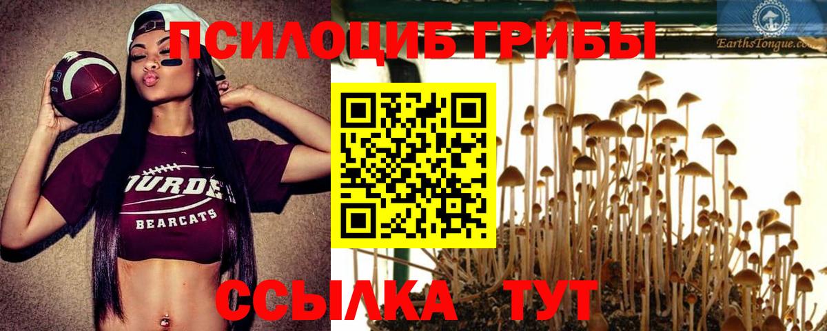 Галлюциногенные грибы Psilocybine cubensis Одинцово
